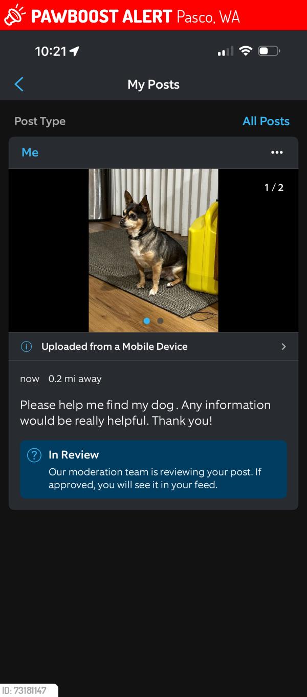Lost Male Dog last seen Anaconda Street, Pasco, WA 99301