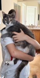 Reunited Female Cat last seen 112th and HWY 85, Brighton, CO 80640