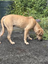 Found/Stray Male Dog last seen Ridge Ave and Riverdale Dr, Macon, GA 31204
