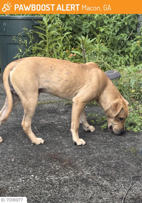 Found/Stray Male Dog last seen Ridge Ave and Riverdale Dr, Macon, GA 31204