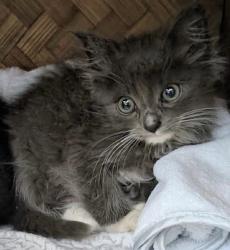 Shelter Stray Male Cat last seen Near Rock Springs Road, Escondido, CA, 92025, Oceanside, CA 92058, USA