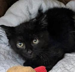 Shelter Stray Male Cat last seen Near Rock Springs Road, Escondido, CA, 92025, Oceanside, CA 92058, USA