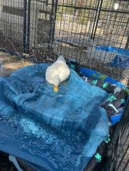 Shelter Stray Male Bird last seen mission bay park, San Diego, CA, 92110, 5500 Gaines St, San Diego, CA 92110, USA