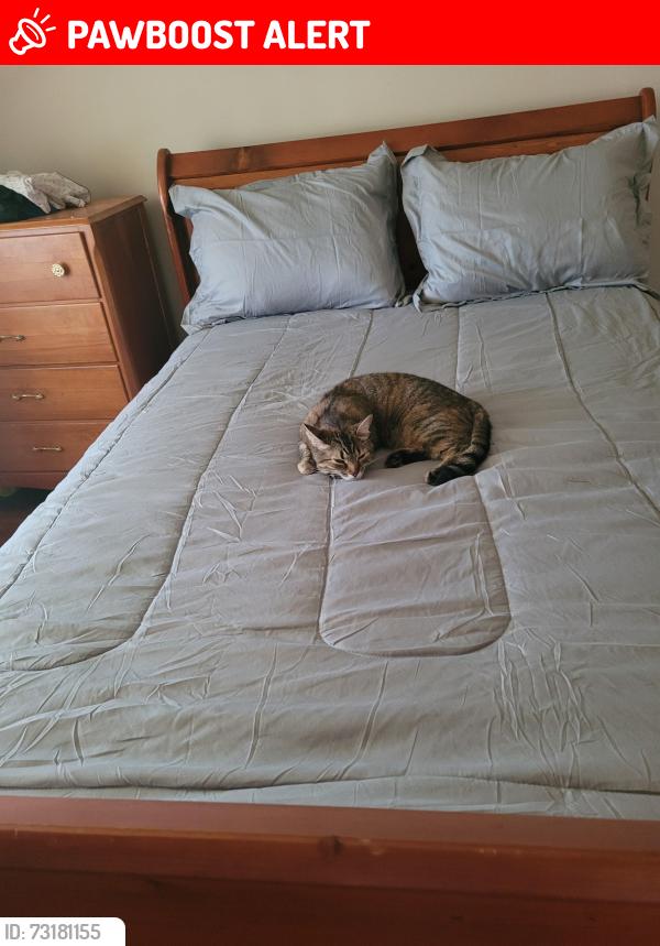 Lost Female Cat last seen Scott Street and Carlton Street, St. Catharines, ON L2M 4V9