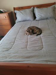 Lost Female Cat last seen Scott Street and Carlton Street, St. Catharines, ON L2M 4V9