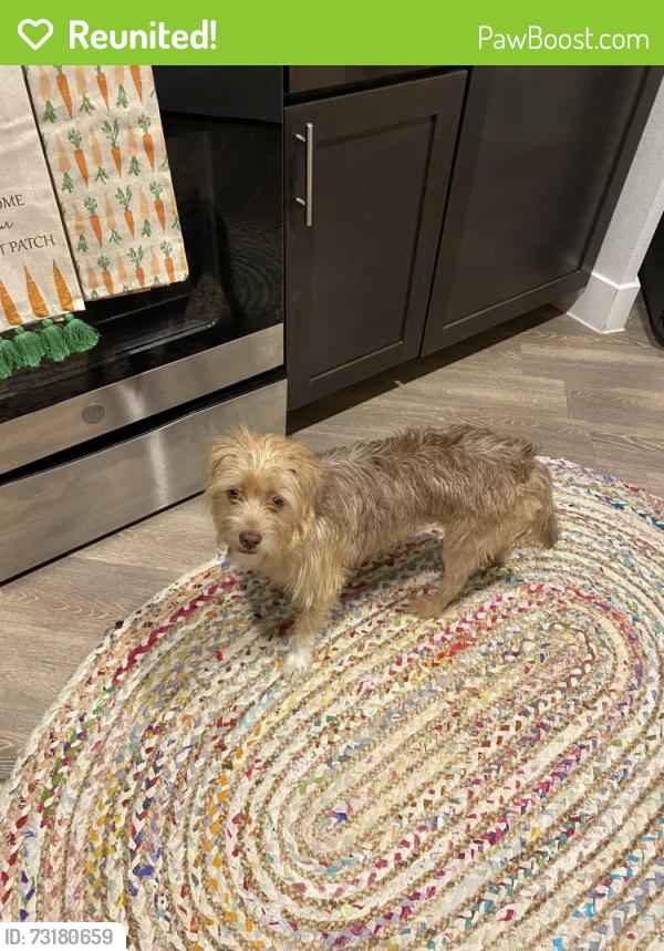 Reunited Female Dog last seen Bryant Irvin and 183, Fort Worth, TX 76132