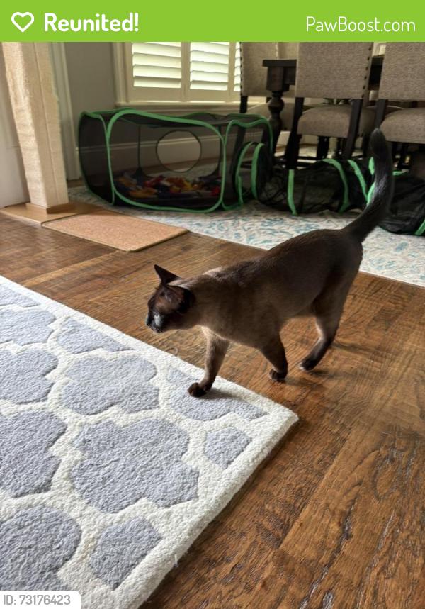 Reunited Male Cat last seen Wichita Trail and High Meadow Road, Flower Mound, TX 75022