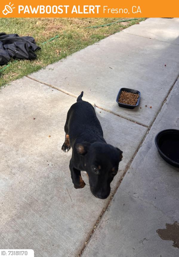 Found/Stray Male Dog last seen Fresno/gettsysburg or ashlan area, Fresno, CA 93726