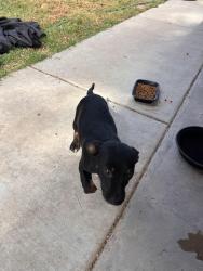 Found/Stray Male Dog last seen Fresno/gettsysburg or ashlan area, Fresno, CA 93726