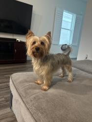 Reunited Female Dog last seen high noon and ladybug cove, Parrish, FL 34219