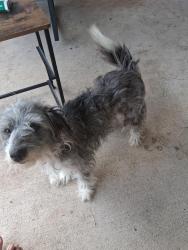 Lost Female Dog last seen Bore doodle, Anna, TX 75409