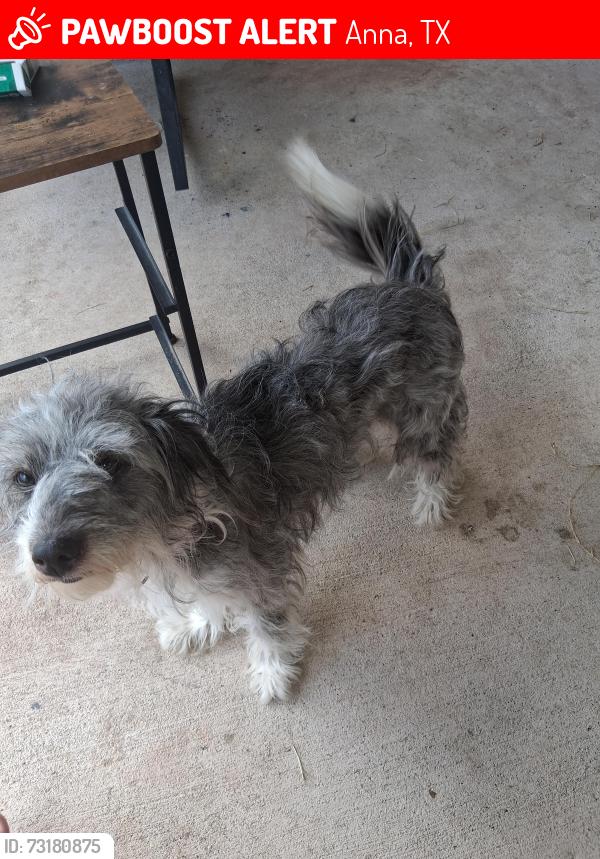 Lost Female Dog last seen Bore doodle, Anna, TX 75409