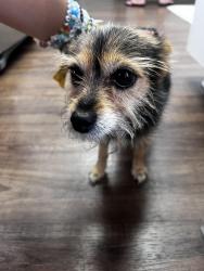 Reunited Female Dog last seen Avenida Halago and Camino Claraboya, Menifee, CA 92585