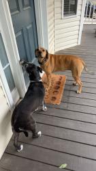 Reunited Female Dog last seen Aquila Road, Benson, NC 27504