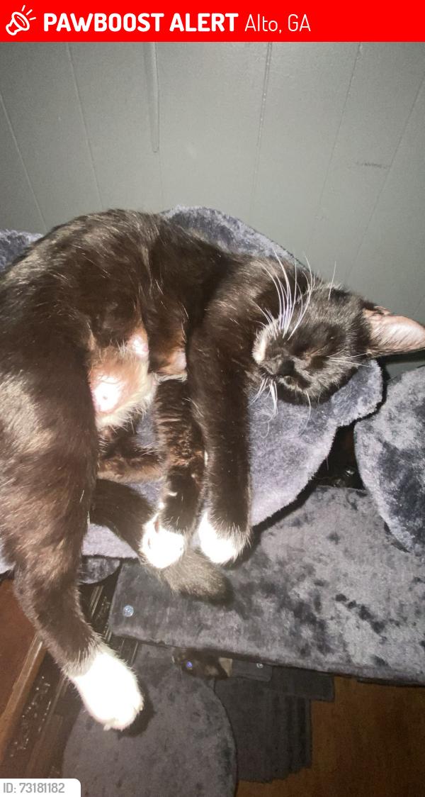 Lost Female Cat last seen Alto Grocery, Alto, GA 30510