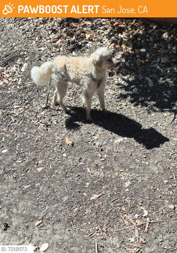 Found/Stray Unknown Dog last seen Overfelt Gardens, San Jose, CA 95116