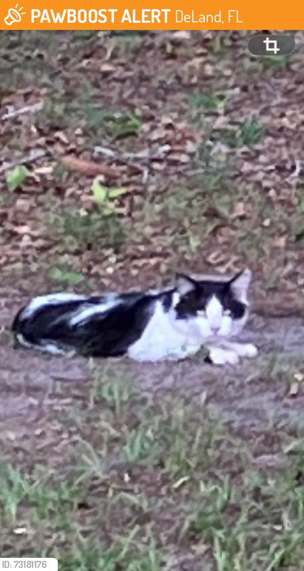 Found/Stray Unknown Cat last seen Lake Charles Rd and N Kepler, DeLand, FL 32724