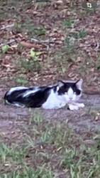 Found/Stray Unknown Cat last seen Lake Charles Rd and N Kepler, DeLand, FL 32724