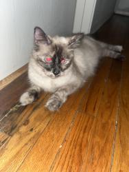 Reunited Female Cat last seen Near E Wilshire Ave, Fullerton, CA 92832