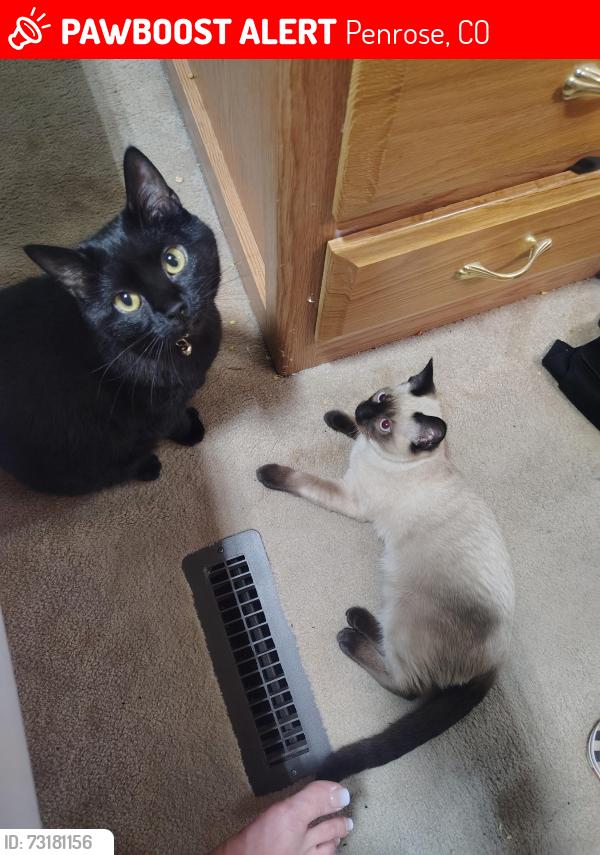 Lost Female Cat last seen Brush hallow and a st, Penrose, CO 81240