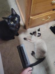 Lost Female Cat last seen Brush hallow and a st, Penrose, CO 81240