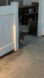 Found/Stray Unknown Cat last seen Mariners and Rutland, Newport Beach, CA 92660
