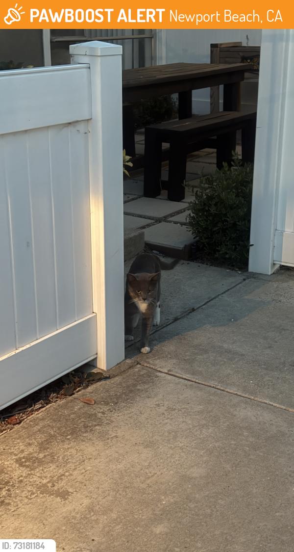Found/Stray Unknown Cat last seen Mariners and Rutland, Newport Beach, CA 92660
