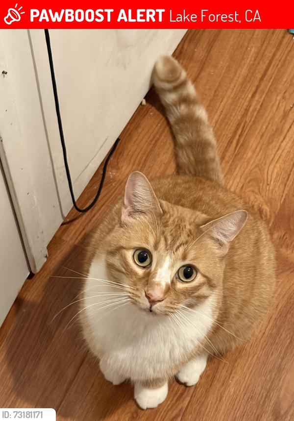 Lost Male Cat last seen Buffwood lane, Lake Forest, CA 92630