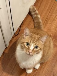 Lost Male Cat last seen Buffwood lane, Lake Forest, CA 92630