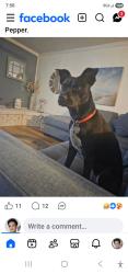 Reunited Female Dog last seen TODDS lane, Hampton, VA 23666