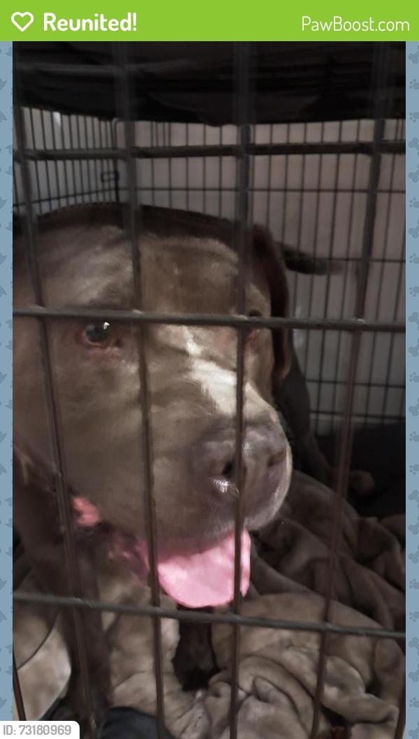 Reunited Male Dog last seen Old 421, Harnett County, NC 27546