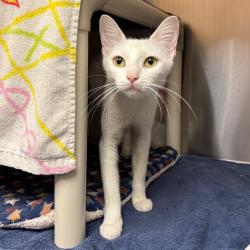 Shelter Stray Female Cat last seen , 361 S Raymond Ave, Pasadena, CA 91105, USA