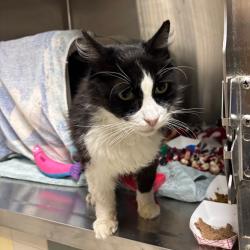 Shelter Stray Male Cat last seen , 361 S Raymond Ave, Pasadena, CA 91105, USA