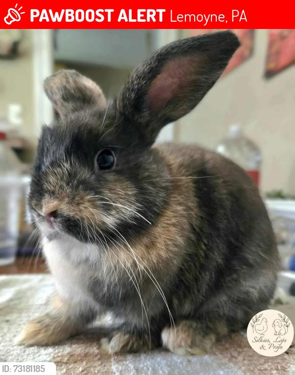 Lost Male Rabbit last seen North 5th and Walnut St Lemoyne, Lemoyne, PA 17043