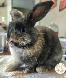 Lost Male Rabbit last seen North 5th and Walnut St Lemoyne, Lemoyne, PA 17043