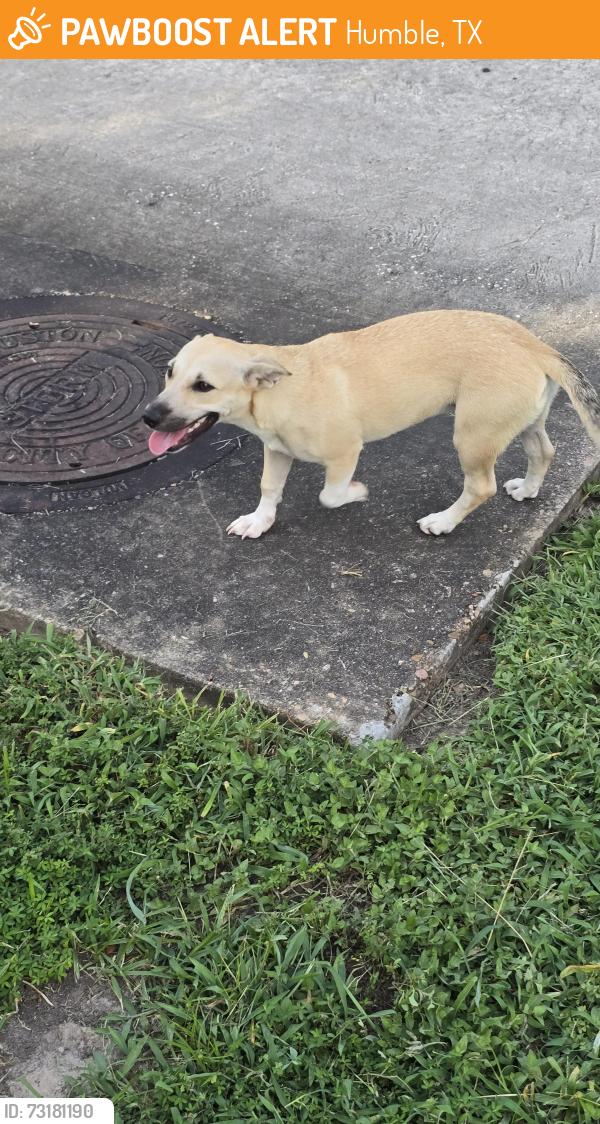 Found/Stray Female Dog last seen Kings Manor Dr & Whispering Forest Dr, Humble, TX 77339