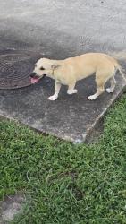 Found/Stray Female Dog last seen Kings Manor Dr & Whispering Forest Dr, Humble, TX 77339