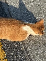 Found/Stray Unknown Cat last seen Semoran blvd, Orlando, FL 32812