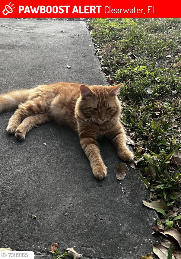Lost Male Cat last seen last seen 2029 alphin road but better to check around the whole neighborhood, Clearwater, FL 33755