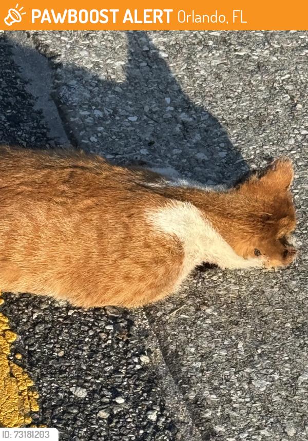 Found/Stray Unknown Cat last seen Semoran blvd, Orlando, FL 32812