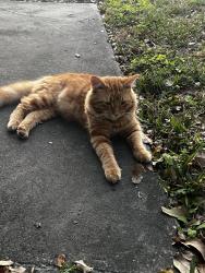 Lost Male Cat last seen last seen 2029 alphin road but better to check around the whole neighborhood, Clearwater, FL 33755