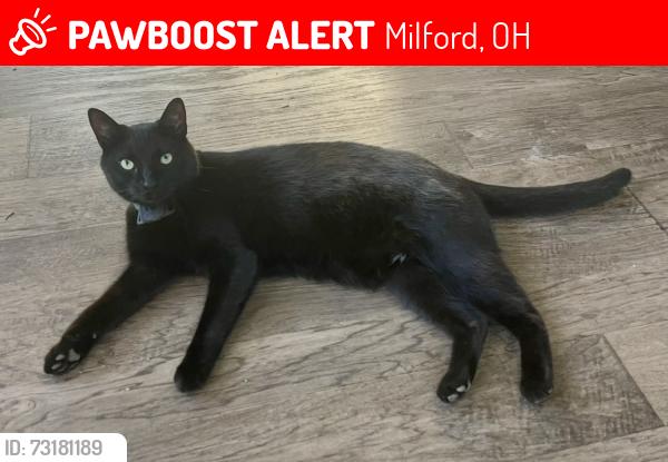 Lost Male Cat last seen Near commons drive Milford Ohio, Milford, OH 45150