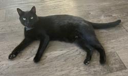 Lost Male Cat last seen Near commons drive Milford Ohio, Milford, OH 45150