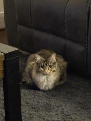 Lost Female Cat last seen Parkway Blvd, Stafford, VA 22554