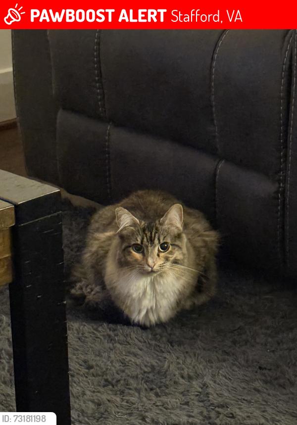 Lost Female Cat last seen Parkway Blvd, Stafford, VA 22554