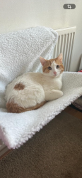 Lost Male Cat last seen Crown hill llantwit fadre, Llantwit Fardre, Wales CF38 2PF