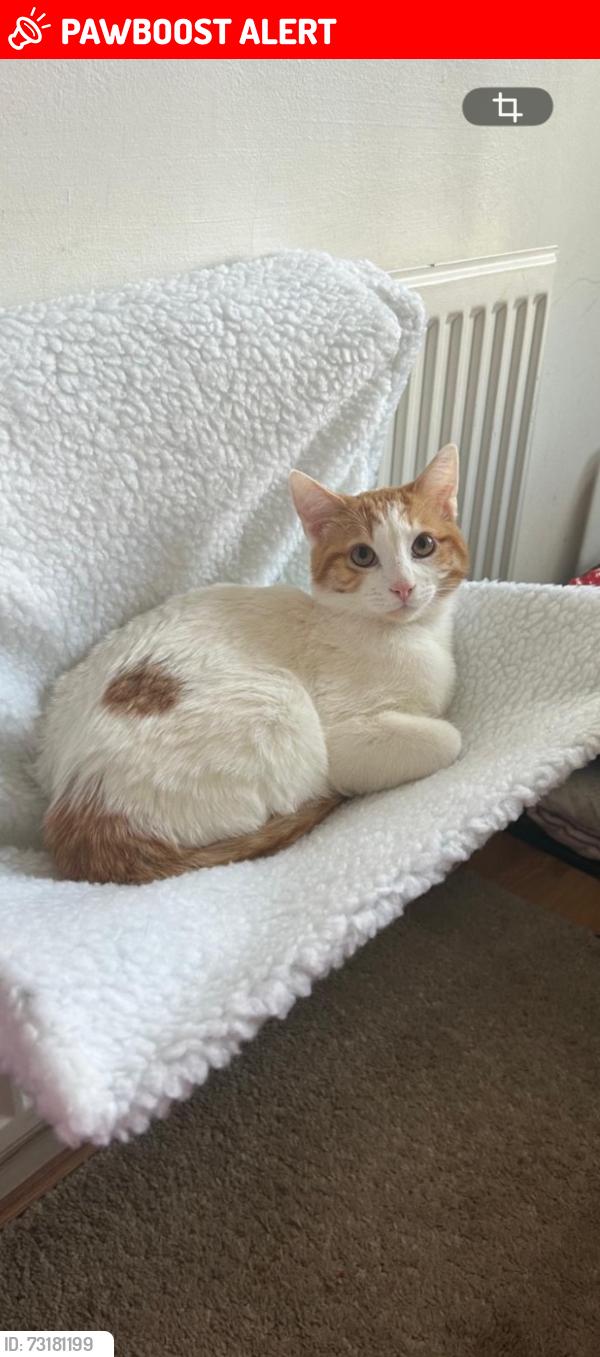 Lost Male Cat last seen Crown hill llantwit fadre, Llantwit Fardre, Wales CF38 2PF