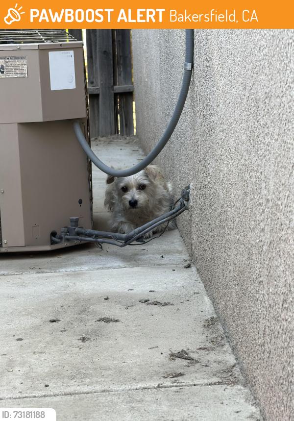Found/Stray Female Dog last seen Brimhall and Allen,, Bakersfield, CA 93312