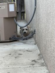 Found/Stray Female Dog last seen Brimhall and Allen,, Bakersfield, CA 93312