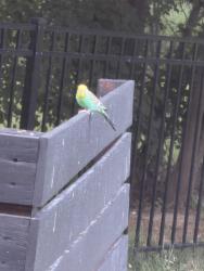 Found/Stray Unknown Bird last seen Near and Springmill, Carmel, IN 46032